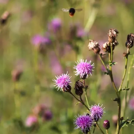 Hybsky Dom Est 1905 * Hybe
